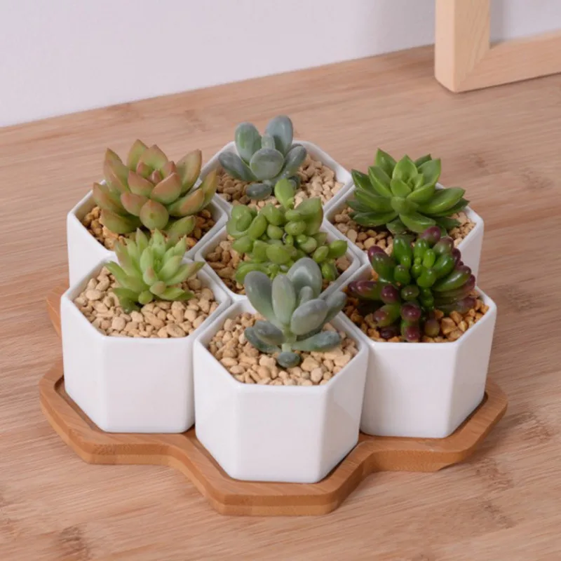 Bộ 4/7/9/10 Lục Giác Máy Hoa G - đánh giá và giá Aloe Vera Pot